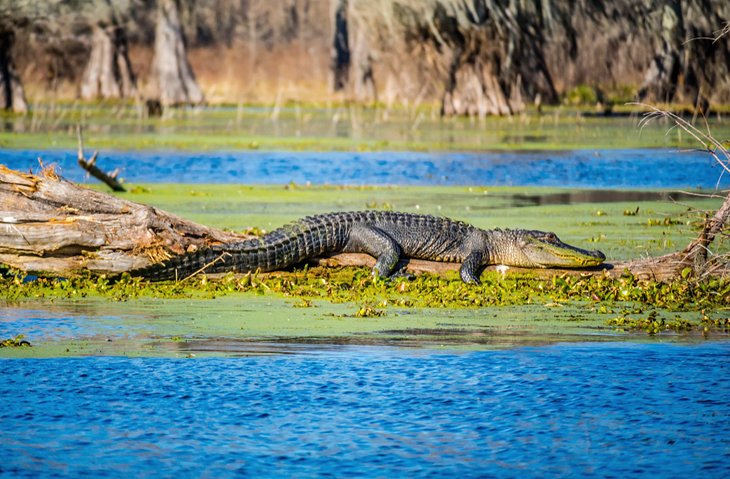 Alligator américain au lac Martin