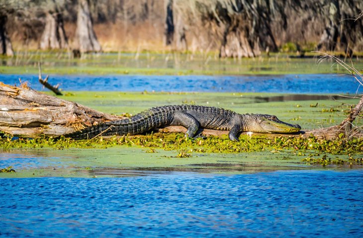 Louisiana en imágenes: 15 hermosos lugares para fotografiar