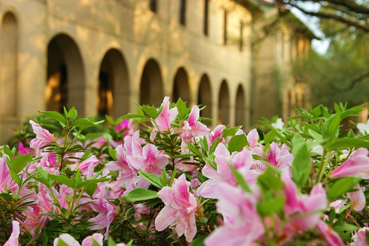 Azaleas in bloom at LSU