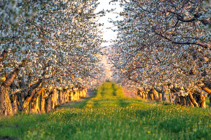 Blooming cherry trees in Northern Michigan