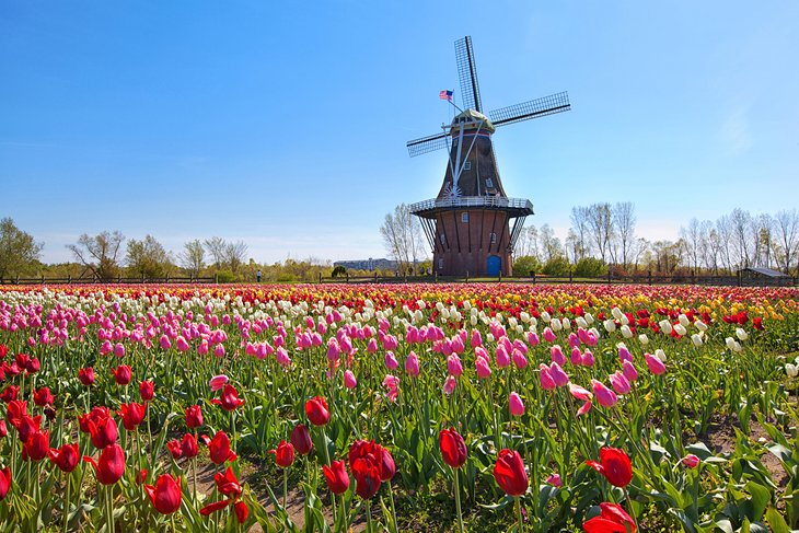 Tulips and a windmill in Holland, Michigan