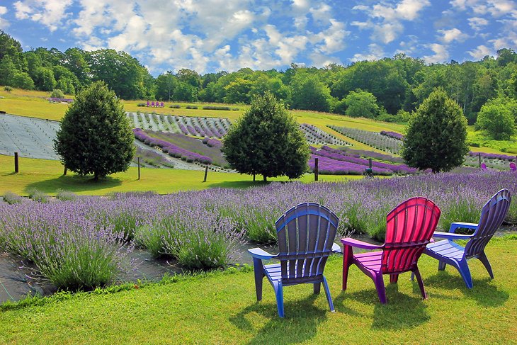 Michigan lavender fields in bloom