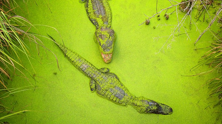 Alligators à Moss Point