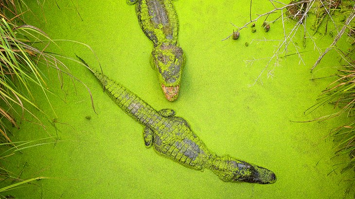 Alligators at Moss Point