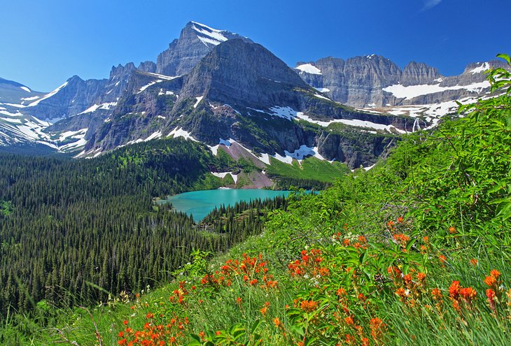 Summer flowers at Glacier National Park