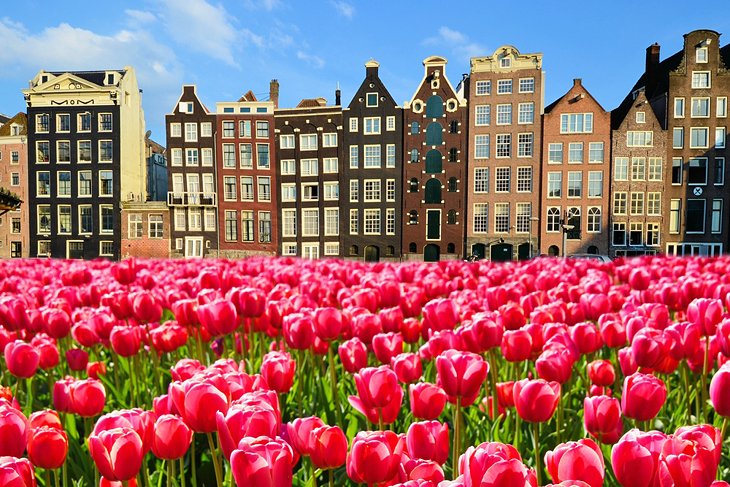 Tulips and canal homes in Amsterdam