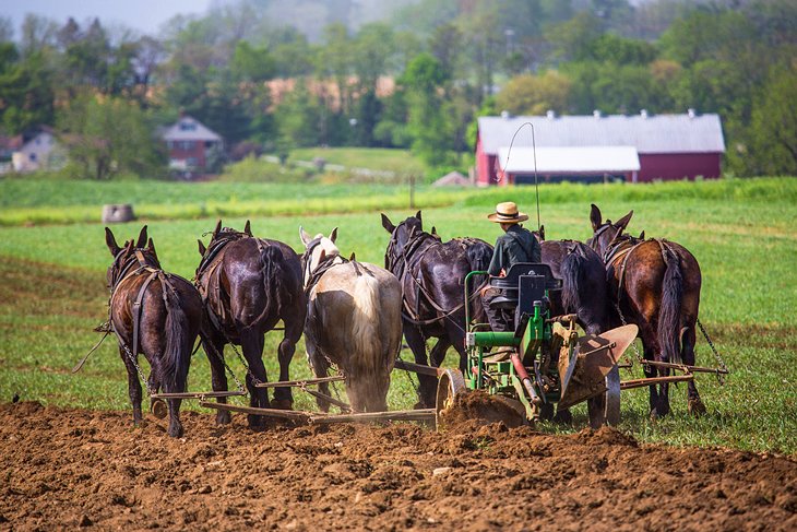 Agriculteur Amish travaillant le champ dans le comté de Lancaster