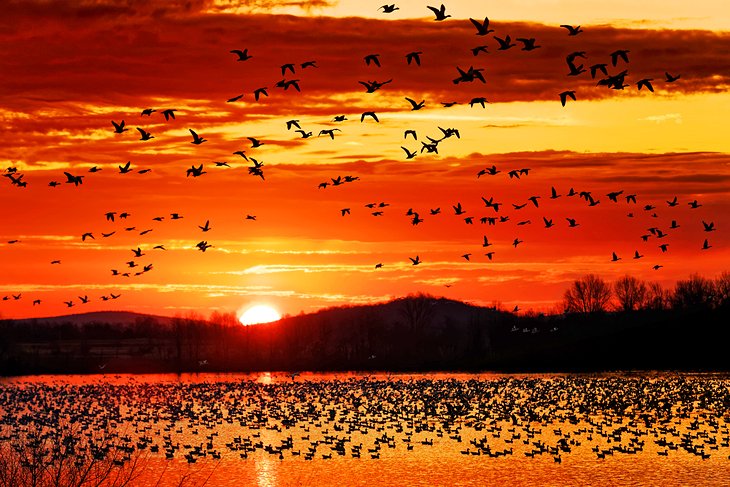 Les oies migratrices au coucher du soleil dans le comté de Lancaster