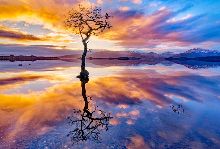 Lone tree reflected in Loch Lomond at sunset