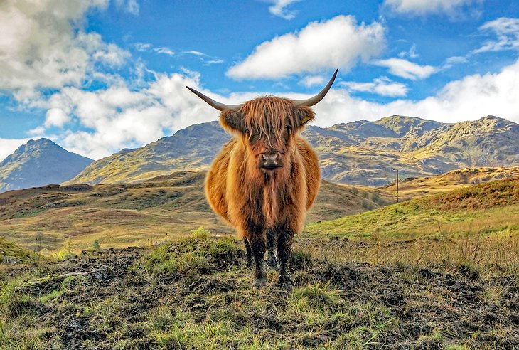 Highland cow in the Trossachs