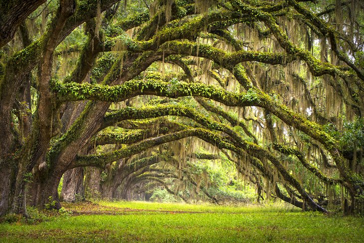 Avenue of Oaks at the Boone Hall Plantation