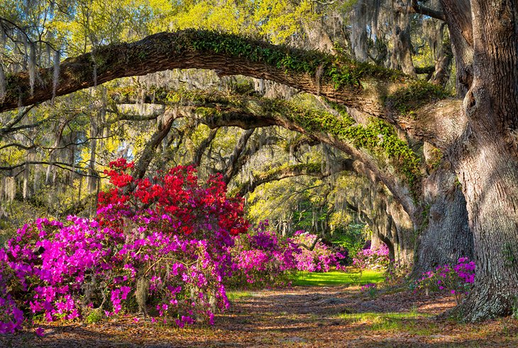 Blooming azaleas at the Magnolia Plantation & Gardens