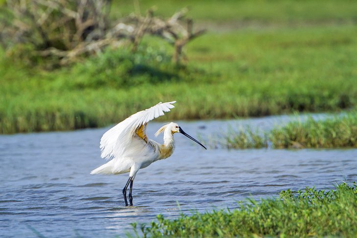 Eurasian spoonbill in Bundala National Park