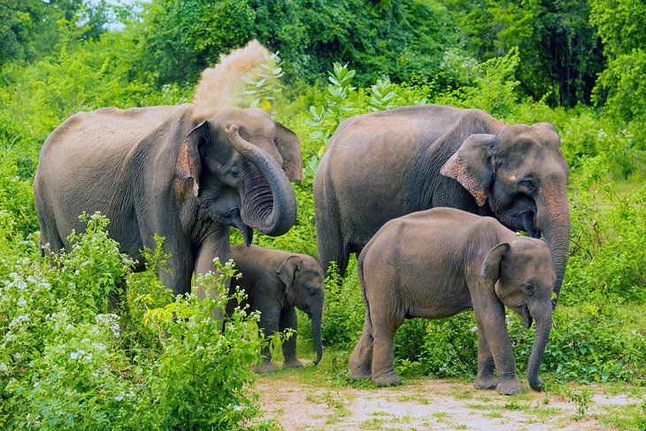 Family of elephants in Udawalawe National Park