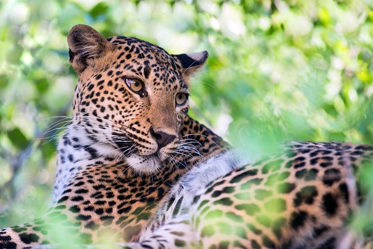 Sri Lankan leopard in Yala National Park