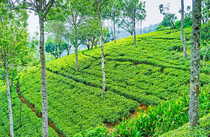 16 atracciones turísticas mejor calificadas en Sri Lanka 16 atracciones turísticas mejor calificadas en Sri Lanka