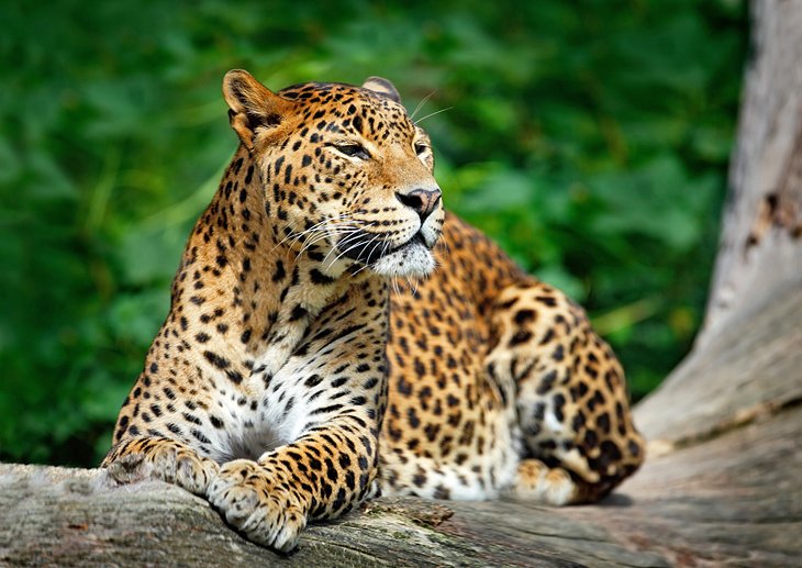 Sri Lankan leopard in Yala National Park