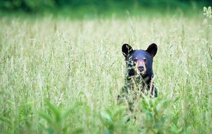 Black bear in Cade's Cove