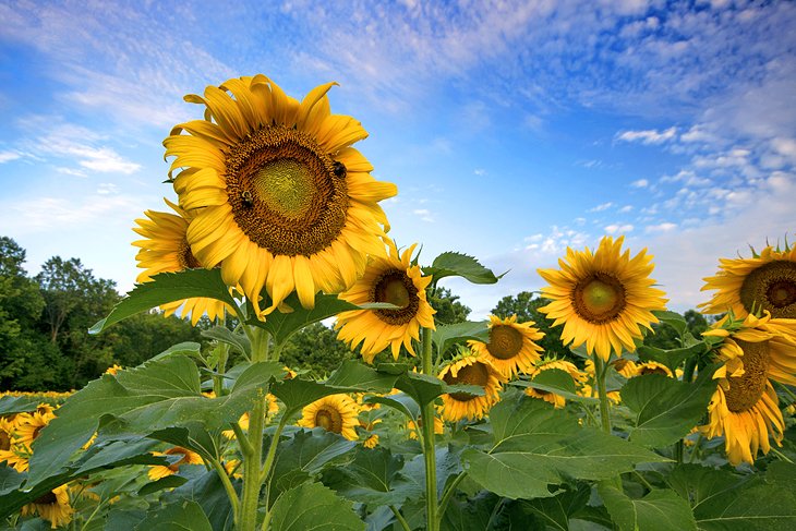 Sunflowers in the Forks of the River Wildlife Management Area