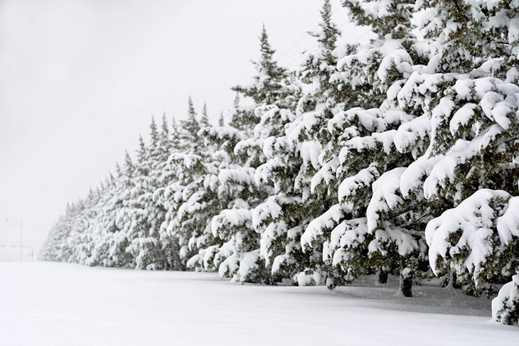 Snow-covered trees in Lubbock