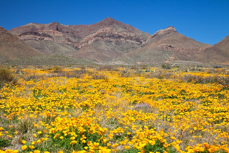 Texas In Pictures: 15 Beautiful Places To Photograph May 2023 | Topify