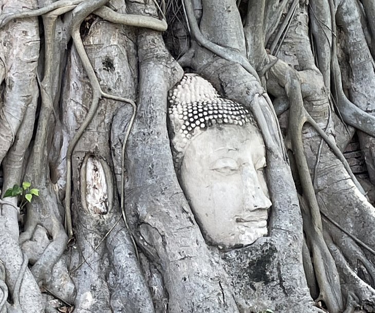 Tête de Bouddha dans les racines des arbres au Wat Mahathat