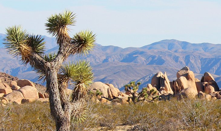 Joshua Tree National Park