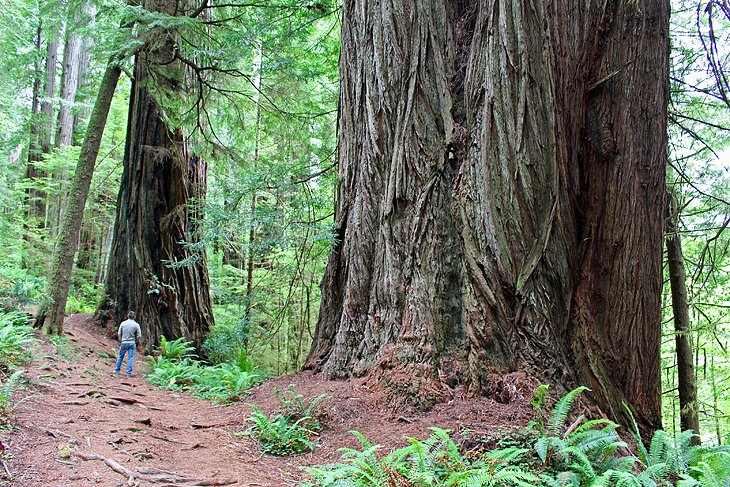 Redwood National and State Parks