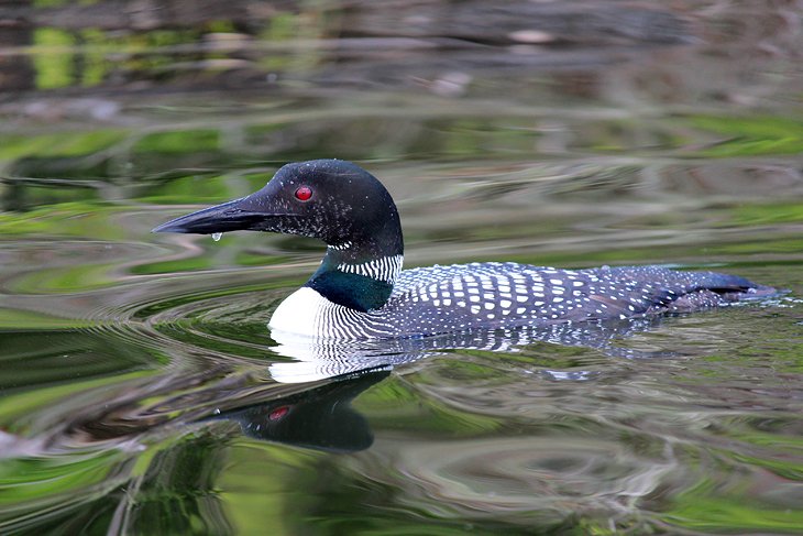 Loon in Voyageurs National Park