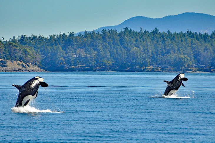 Orca whales in Puget Sound