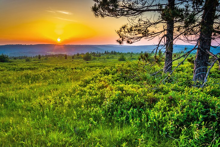 Dolly Sods Wilderness at sunset