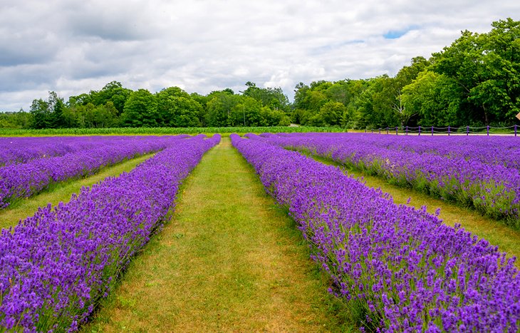 Washington Island lavender fields