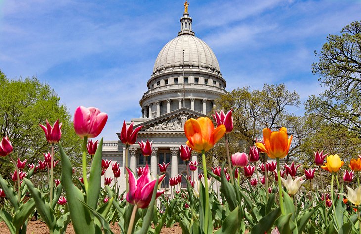 Tulips in front of the Wisconsin State Capitol