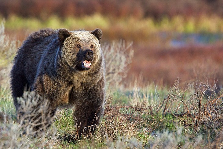 Adult grizzly bear in Yellowstone National Park