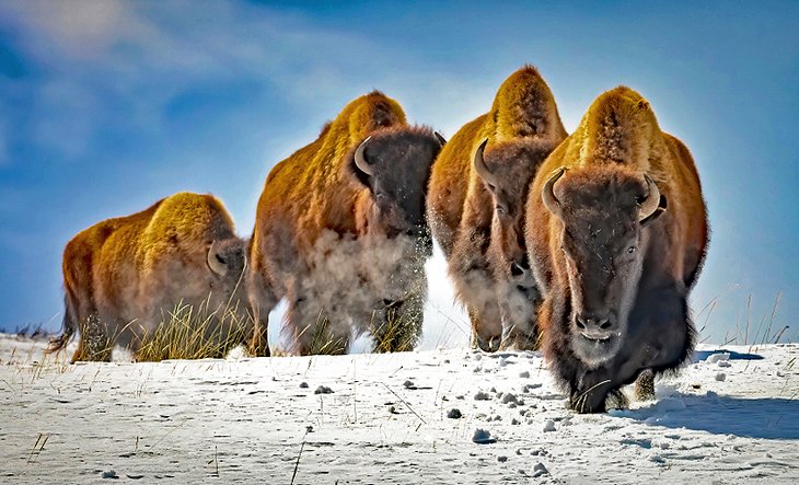 Bison at Yellowstone National park in the winter