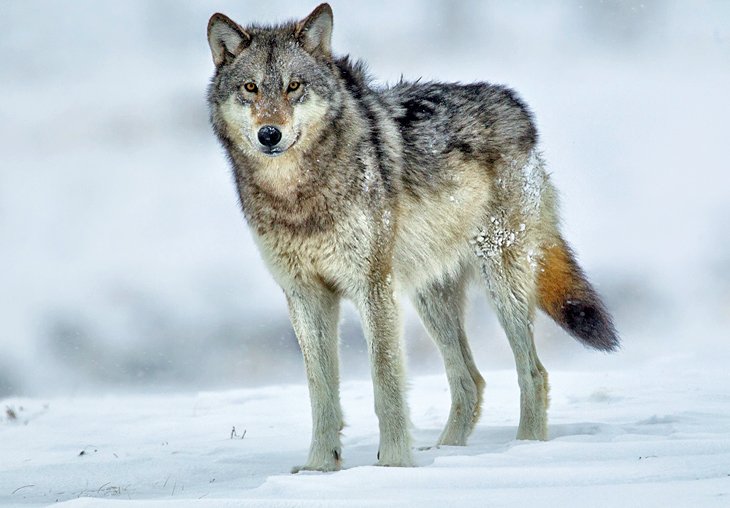 Gray wolf in Yellowstone during the winter