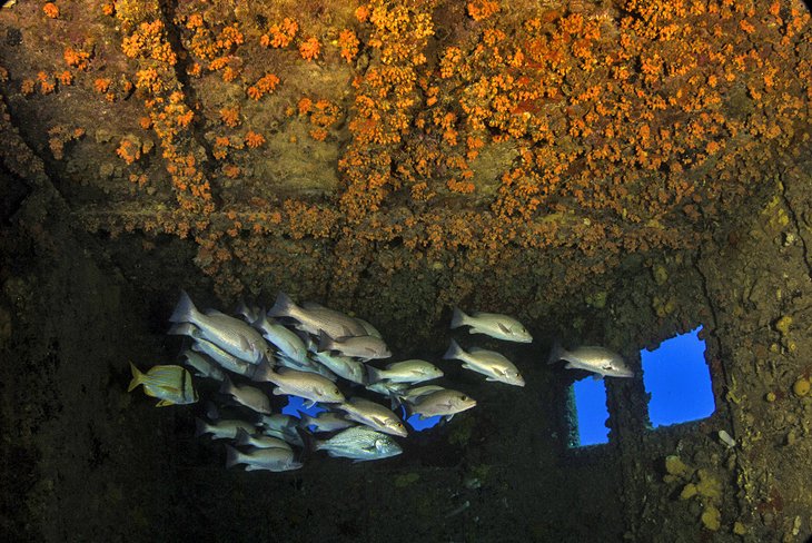 Snappers hiding in the wreck of the MV Commerce