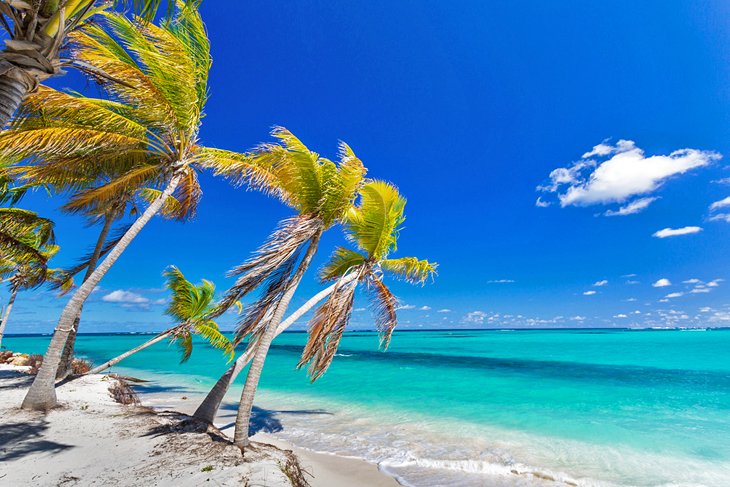 Coconut palms overhanging Shoal Bay East Beach