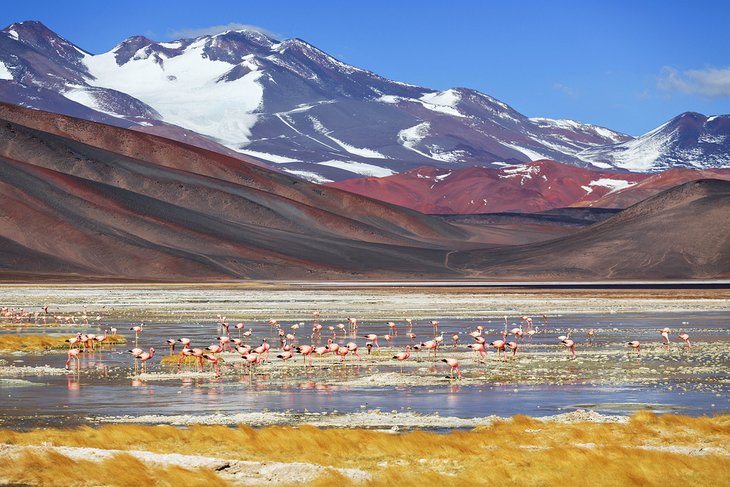 Flamingos on Laguna Negra with Mount Pissis in the background