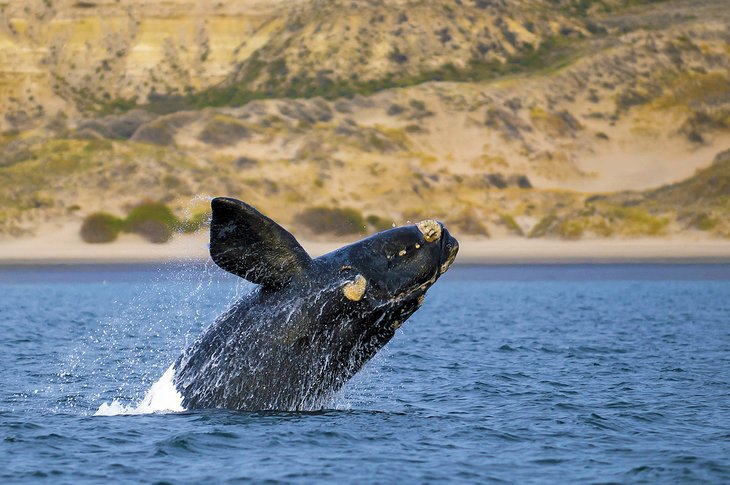 Southern right whale breaching off Puerto Madryn