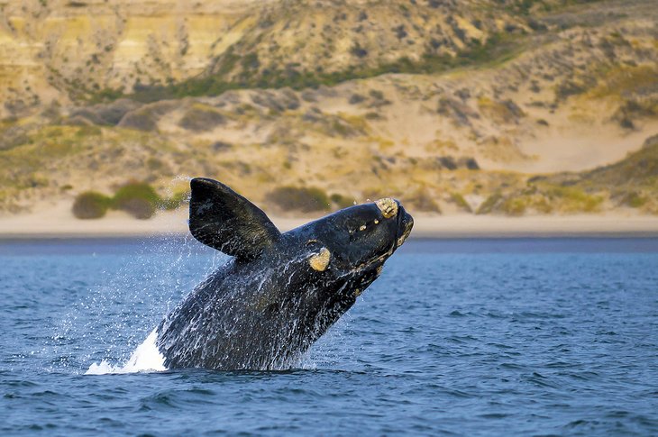 Ballena franca austral viola Puerto Madryn