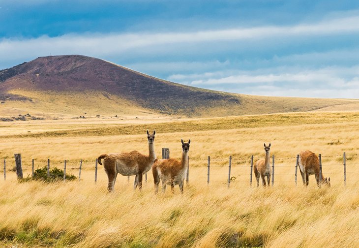 Guanaco llamas in the Pampas
