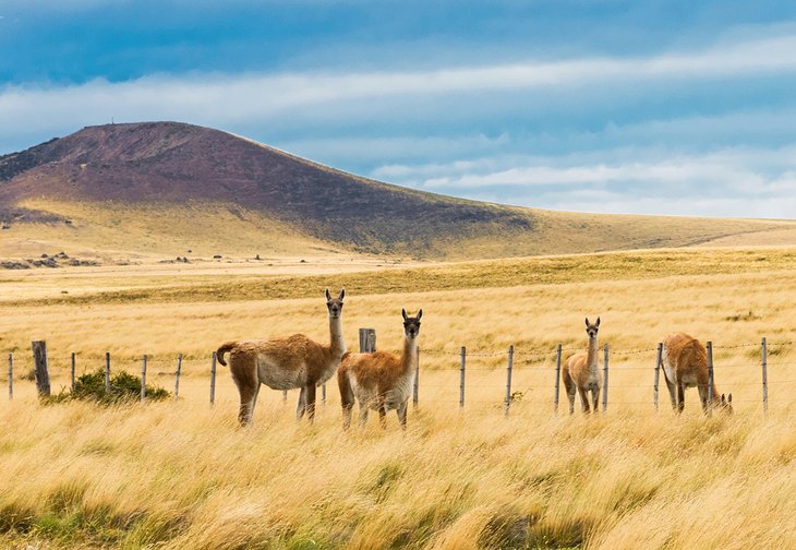 Guanaco llamas en las Pampas