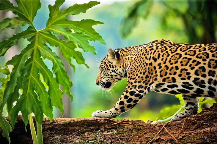 Jaguar dans le sanctuaire faunique du bassin Cockscomb et la réserve de jaguars