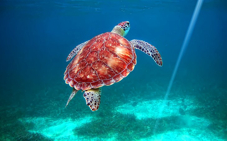 Sea turtle in Hol Chan National Park