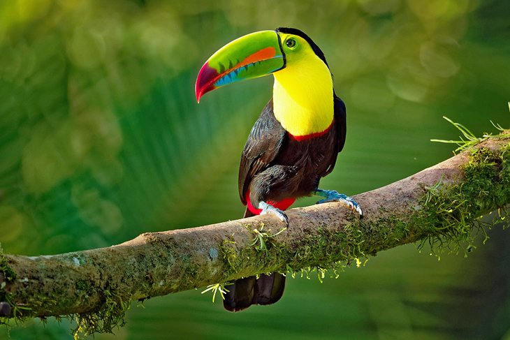 Keel-billed toucan in Cockscomb Basin Wildlife Sanctuary