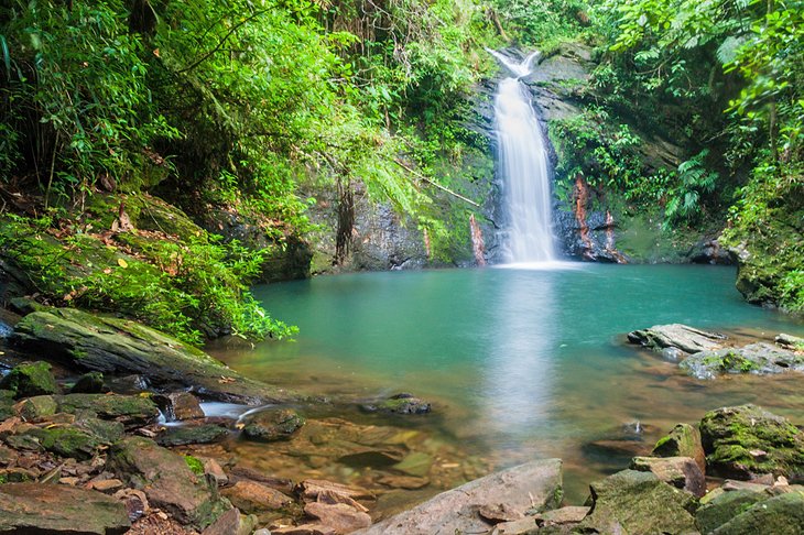 Tiger Fern Waterfall