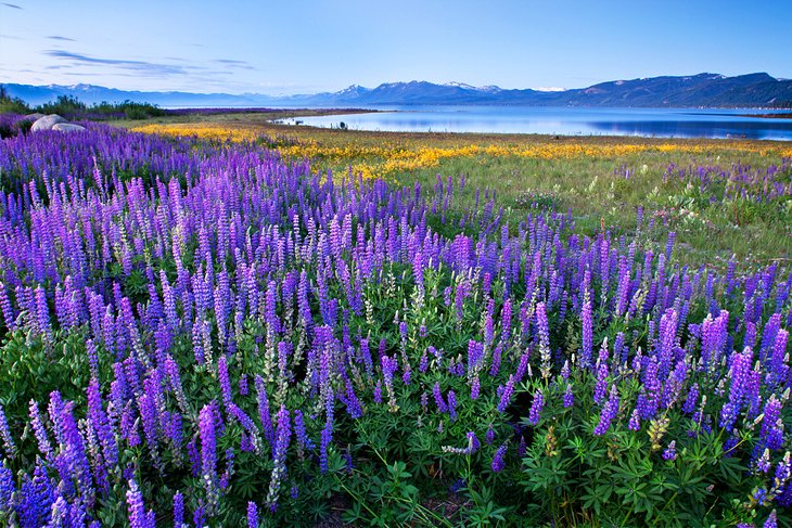 Lupines at Lake Tahoe