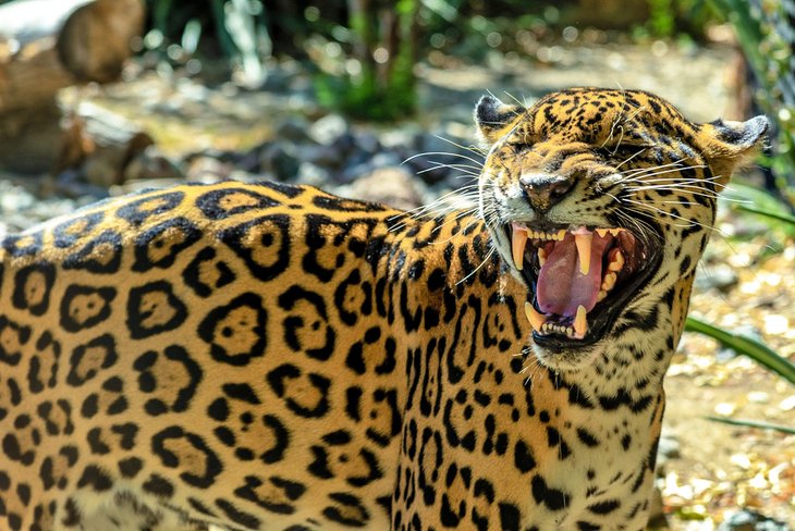 Jaguar au zoo du désert vivant