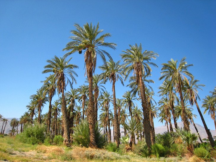 Palmeral datilera cerca de Palm Springs